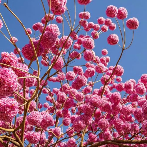 Genérico, Muda de Ipe Rosa 50 a 80cm AMK - Plantas Online