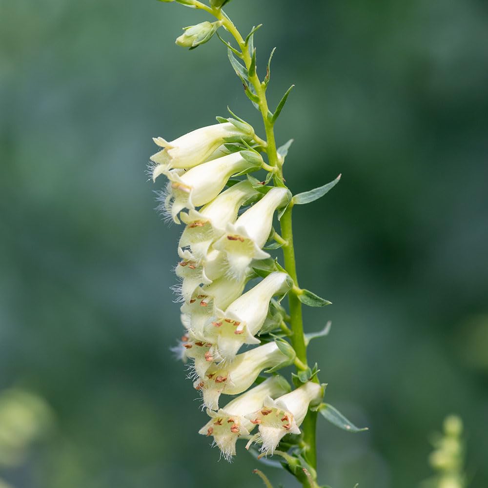Foxglove Lutea Seeds – RHS Award of Garden Merit – Summer Flowering, Perennial Spices – RHS Plants for Pollinators – Hardy Perennial – for Your Beautiful Garden