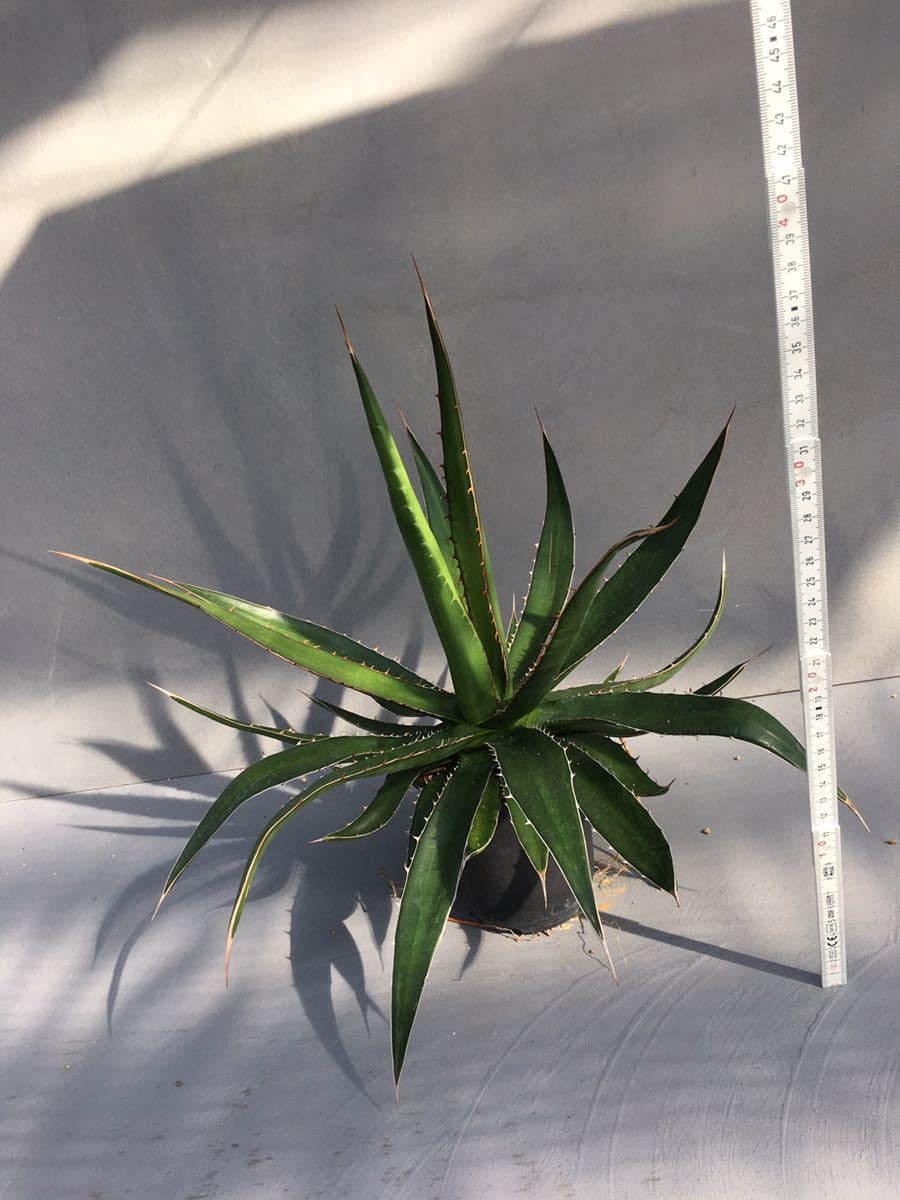 Amazon.co.jp: アガベ ホリダ ペロテンシス Agave horrida ssp