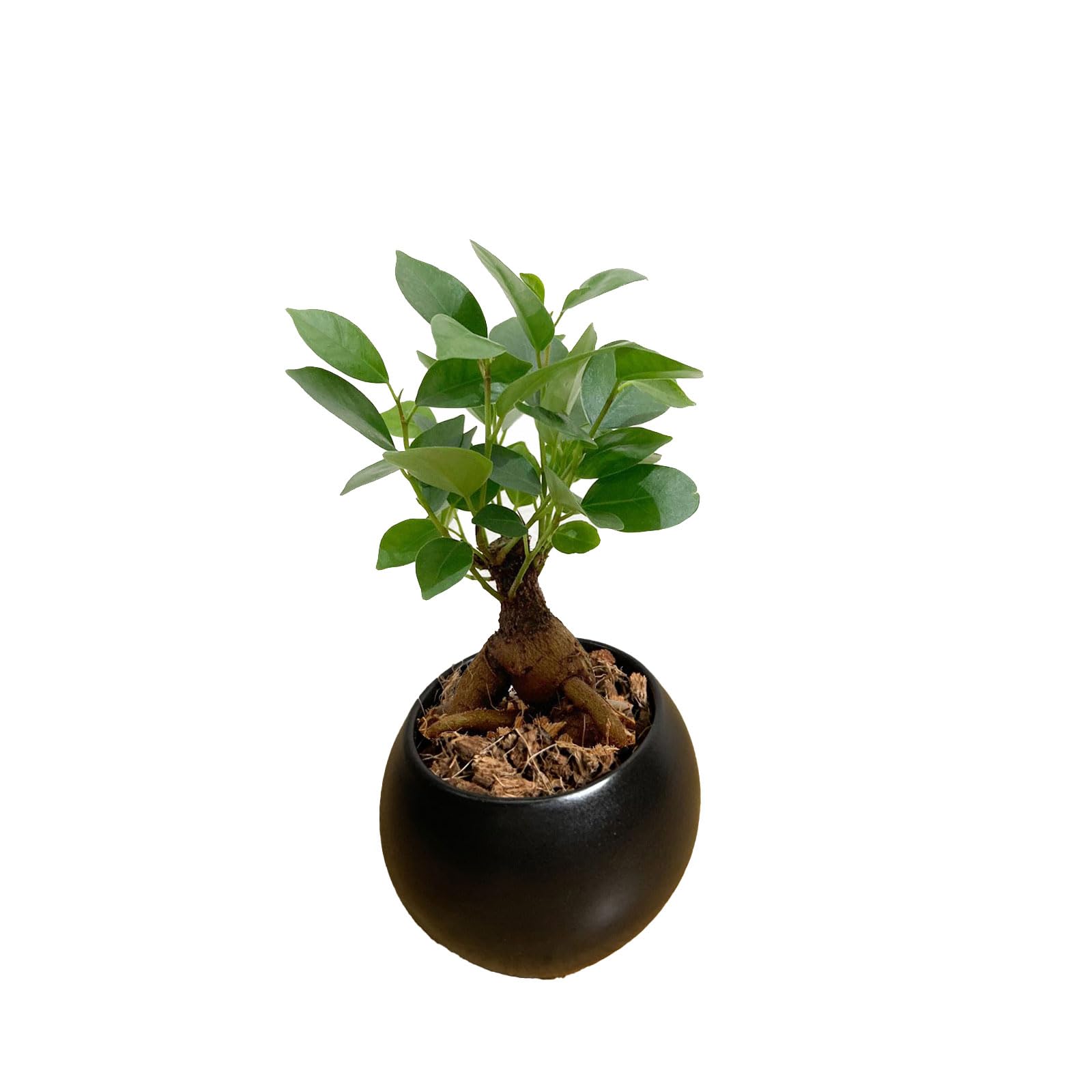 【現品】ガジュマル　8号　黒鉢　（3） 観葉植物 8号 ガジュマル」の人気商品一覧 | 安い商品を通販