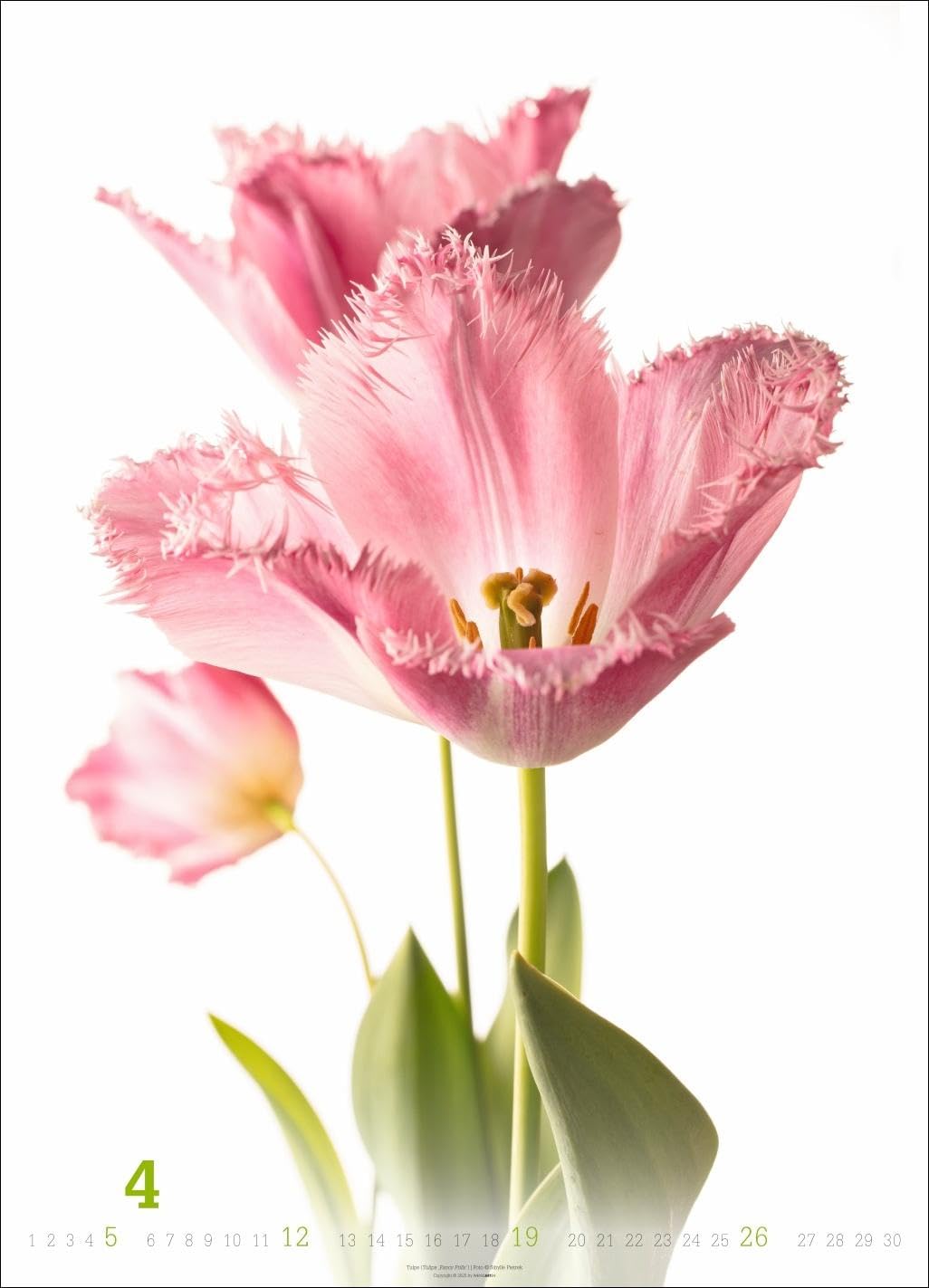 Blütenbilder Kalender 2026: Großer Jahres-Wandkalender mit stilvollen Fotos prachtvoller Blüten. Blumen-Kalender für die Wand. 49 x 68 cm. Hochformat