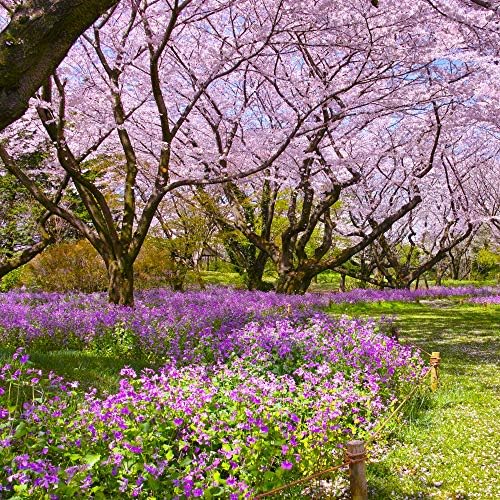 Outsidepride Perennial Dame's Rocket Wild Flowers for Full Sun or Partial Shade - 5000 Seeds
