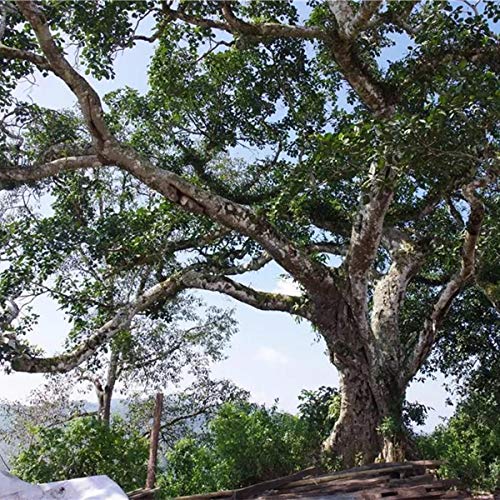 通用 100g de té Maduro Tuocha Premium Yunnan Puer, Materiales de árbol de té Viejo PU Erh, 1 Pieza de té - Imagen 7