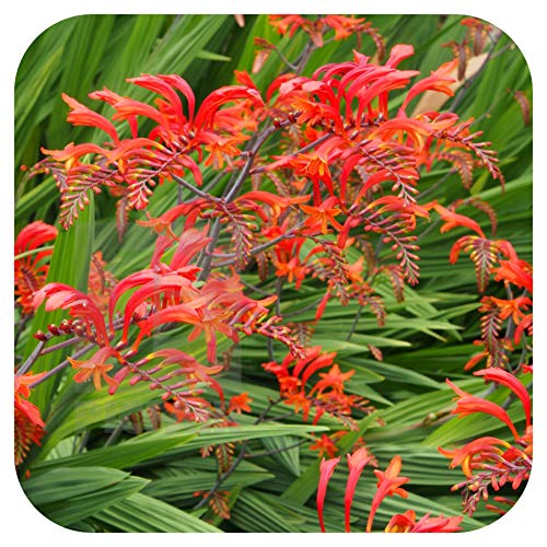 Crocosmia 'Lucifer' montbretia Bulbs x 50 Bright Red Summer Flowering by Growtanical®