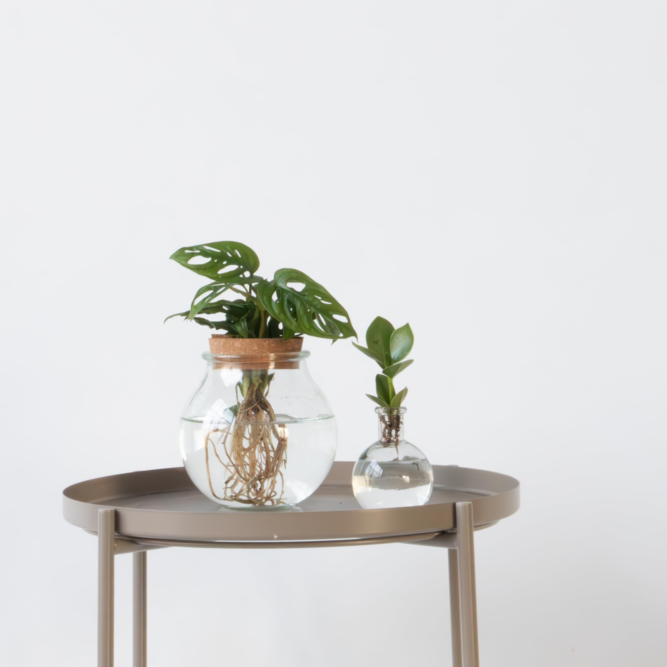 Plant in a Box - Plante cultivée dans l’eau - Mix de 2 - Clusia rosea, Monstera Adansonii - Hauteur 15-35cm - Pot 8cm et Pot 20cm - Plante en culture hydroponique - Vert