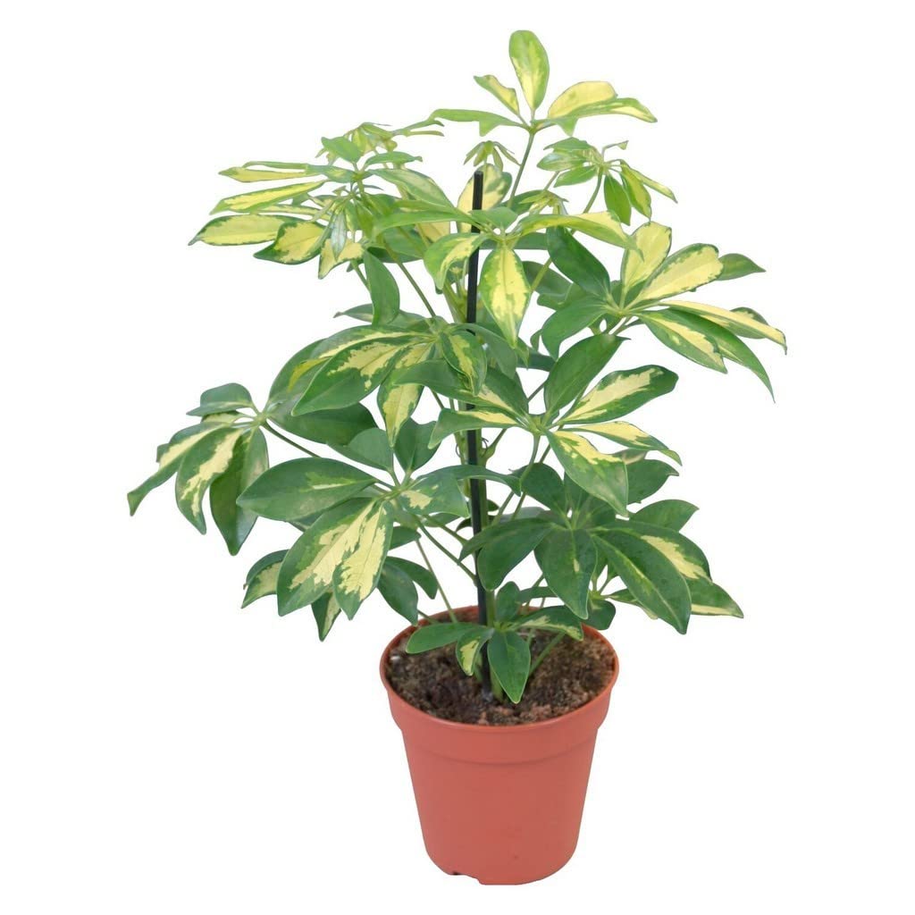 Buy OhhSome Table Schefflera Verigated, 10 Cm Potindoor s For Clean Air