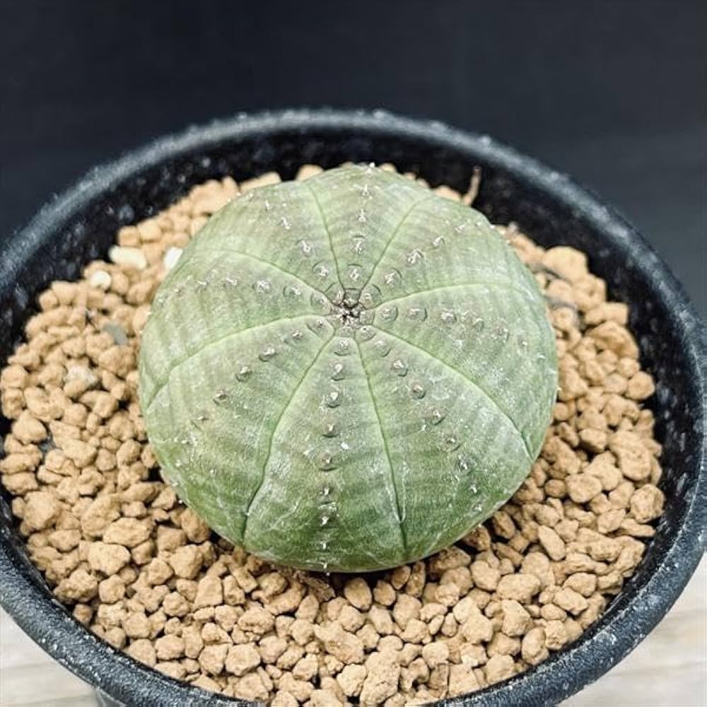 ユーフォルビア オベサ Amazon|多肉植物:ユーフォルビア オベサ M*|観葉植物