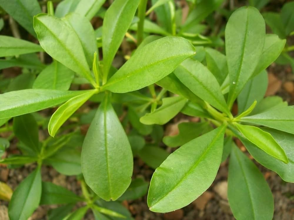 Organic Talinum Leaf live plant for gardening (Pack of 1 Healthy Live Plant)