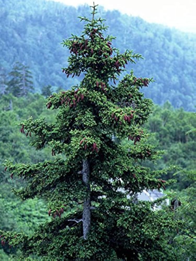 Amazon.co.jp: エゾマツ＜蝦夷松＞ 種子50粒 Jezo Spruce 50