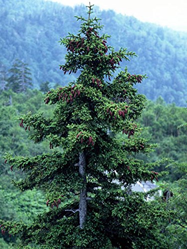 Amazon.co.jp: エゾマツ＜蝦夷松＞ 種子50粒 Jezo Spruce 50 seeds