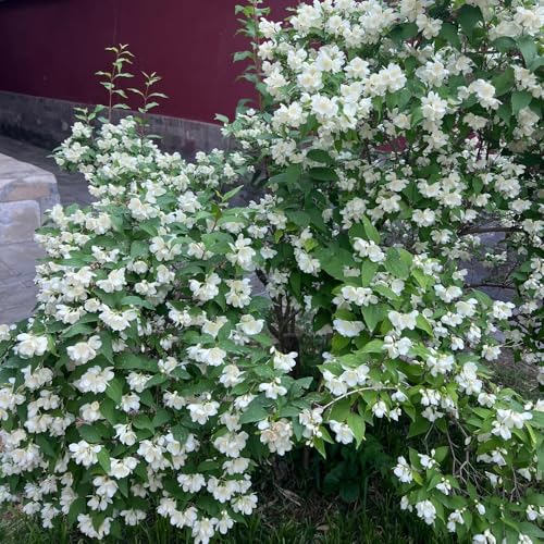 semillas resistentes de jazmín - interior exóticas perennes Decoración jardín 100pcs