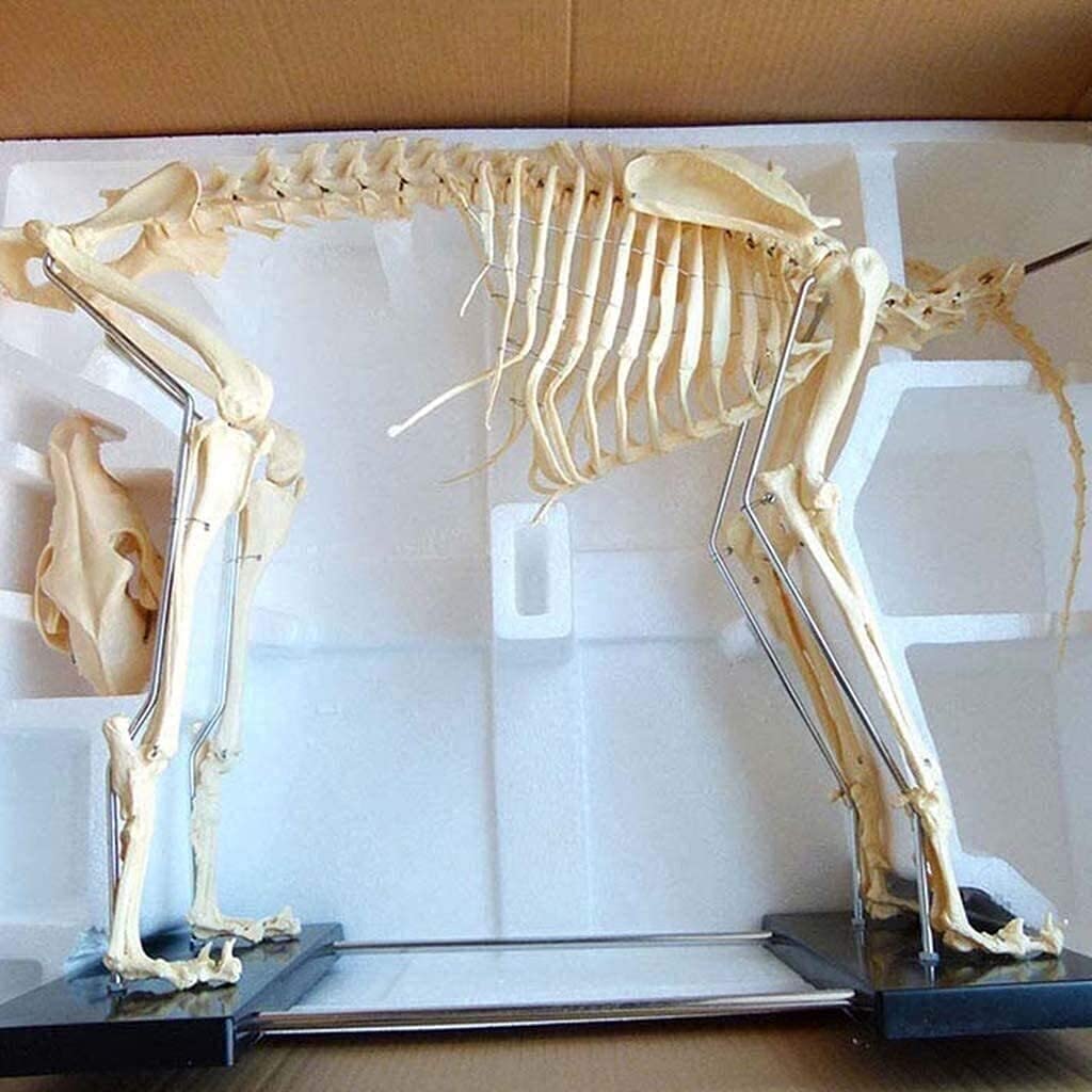 Amazon.co.jp: 犬/猫の解剖学犬の骨格標本モデル動物の解剖学教育