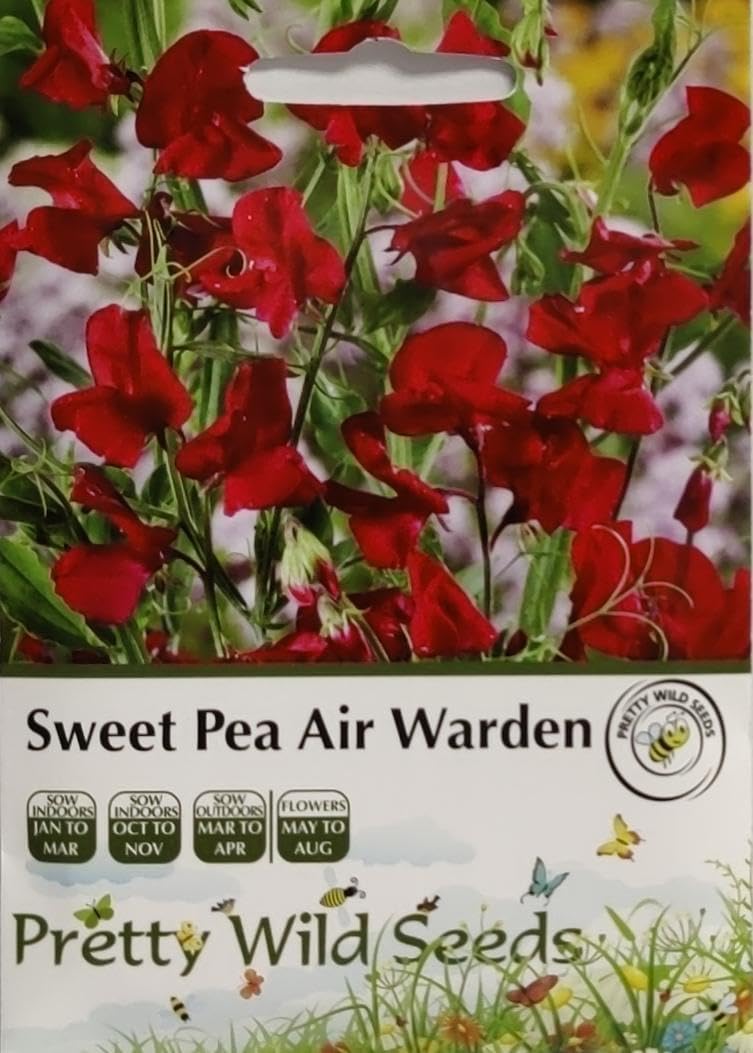 Sweet Pea Air Warden Seeds in Pictorial Packet- Packed in the UK - 25 Seeds