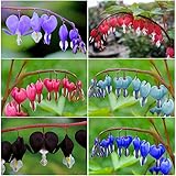 90+Mix Rare Bleeding Heart Seeds for Planting-Non-GMO Heirloom Plant Seeds Garden Outdoor