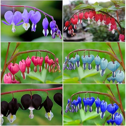 90+Mix Rare Bleeding Heart Seeds for Planting-Non-GMO Heirloom Plant Seeds Garden Outdoor
