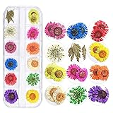 Pflanze KONGZIR 12 Farbige Getrocknete Blumen Dekoration Flatback Cabochon Schmuck Compatible with Scrapbooking-Zubehör Fit-Nagel-Kunst-Aufkleber (Color : Small Daisy)