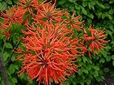 Chilean FIREBUSH - Attract Hummingbirds - EMBOTHRIUM COCCINEUM - 2 - Year Live Plant