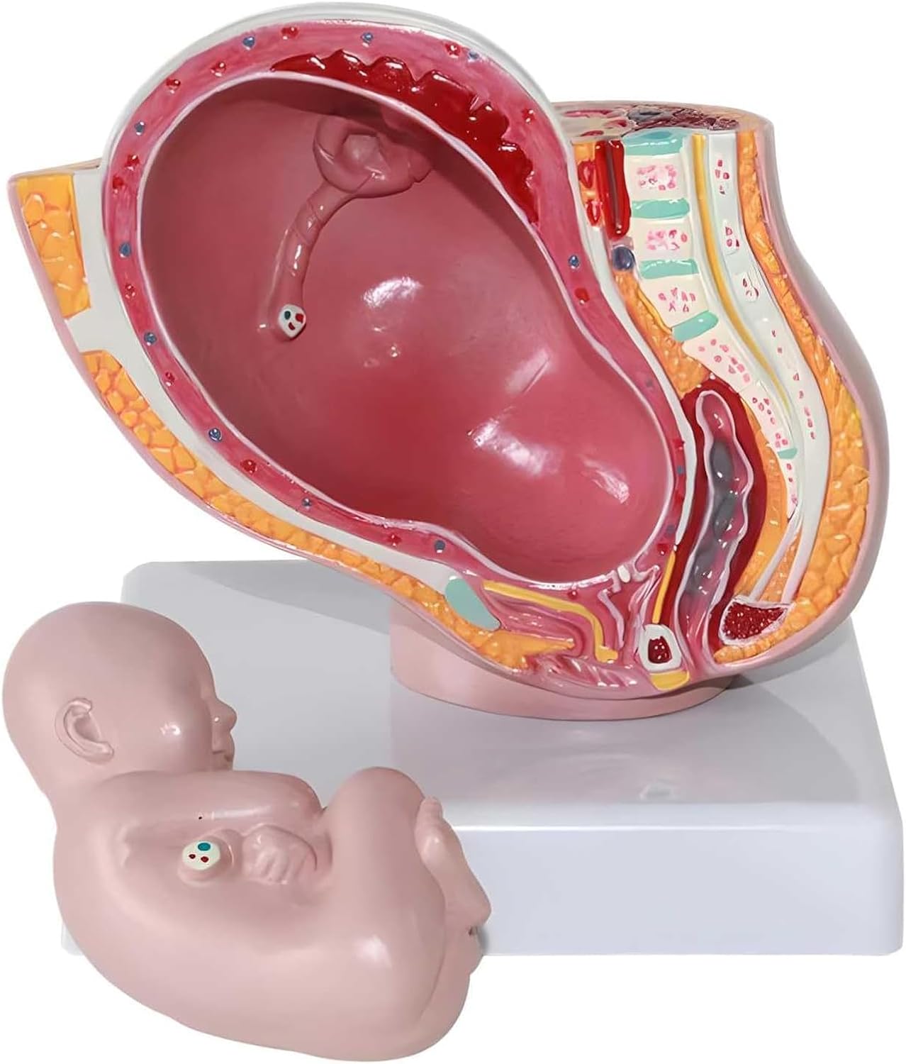 Mini Fetal Development Model, 1/3 9 Months Fetus Development Model with Detachable Fetal Model for Maternity Courses, Fertility Education