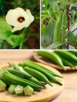 1 Pack of 50 SEEEDS Okra | Clemson Spineless