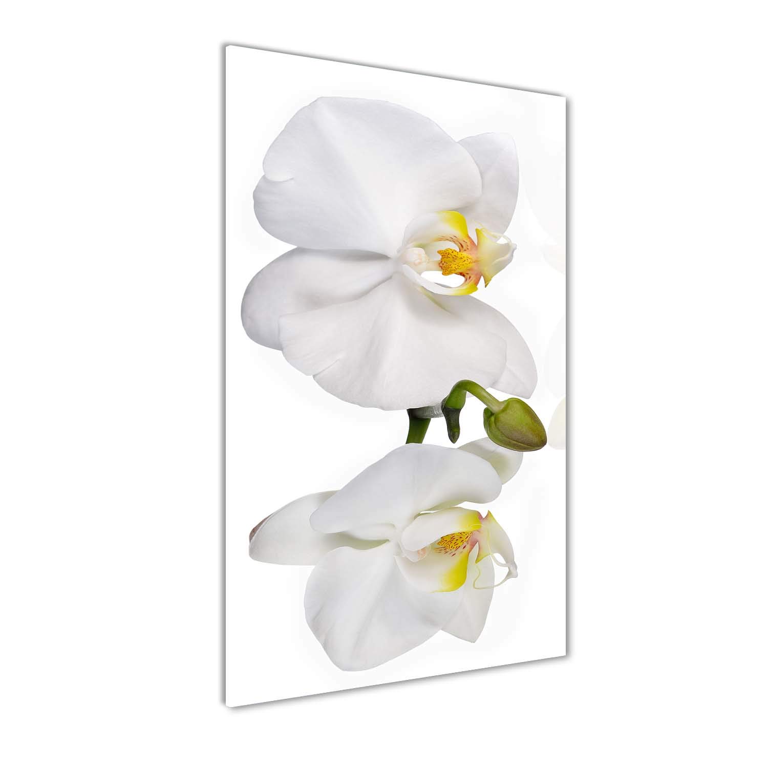 Image sur verre trempé haute définition Tulup orchidée blanche 140 cm