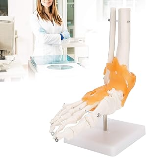Human Foot Joint Model,1:1 Human Foot Ankle Bone Skeleton Structure Model with Ligaments Foot Joint Teaching Model for Medical Teaching Aid & Training