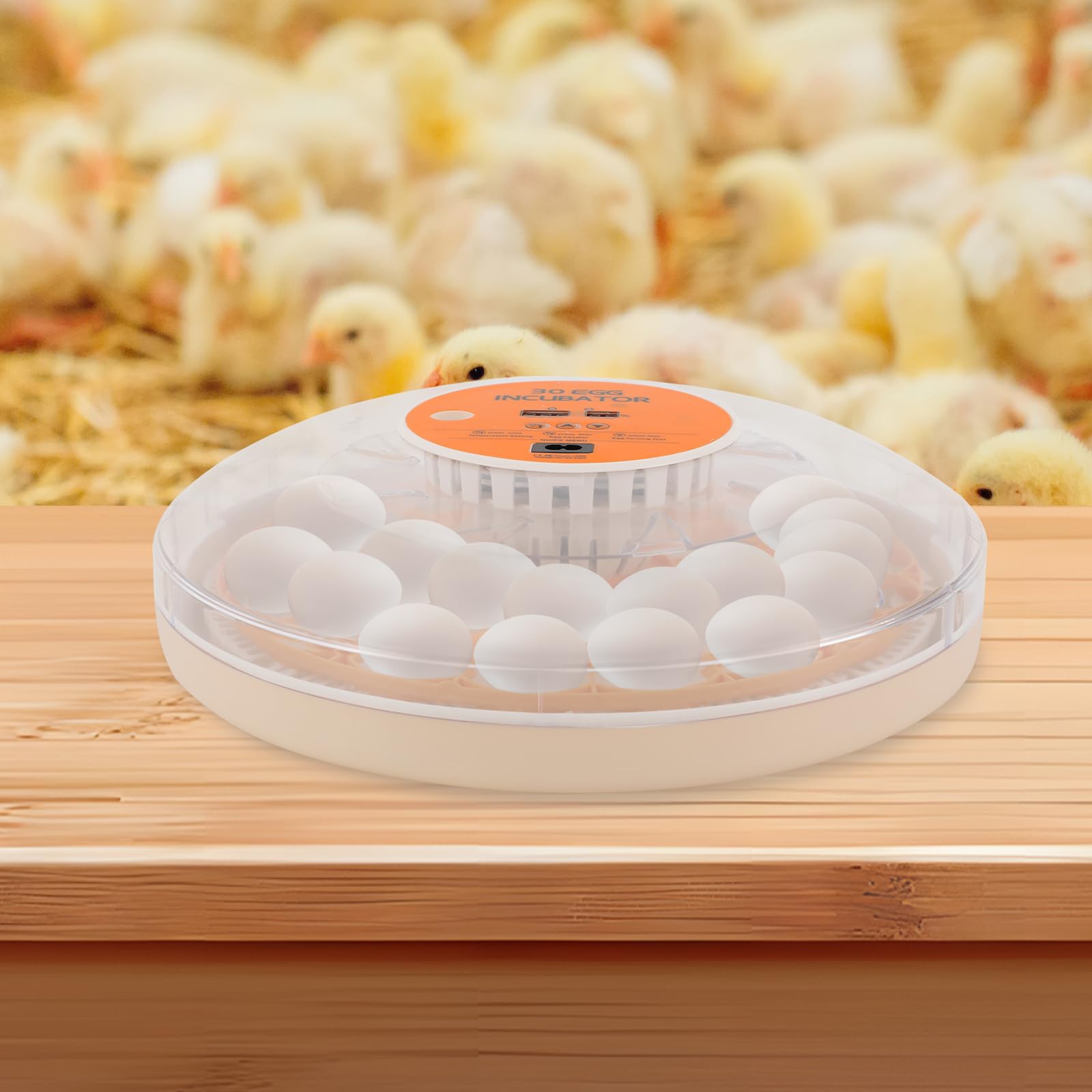 Incubatrice automatica per 30 uova, controllo della temperatura