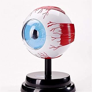 Study Model Educational Model Eye Ball Anatomy Model Detachable Human Eyeball Eye Clear Model Human Organ Model Eye Anatomical Model for Medical Educational Teaching Model,Medical Models SaiFei