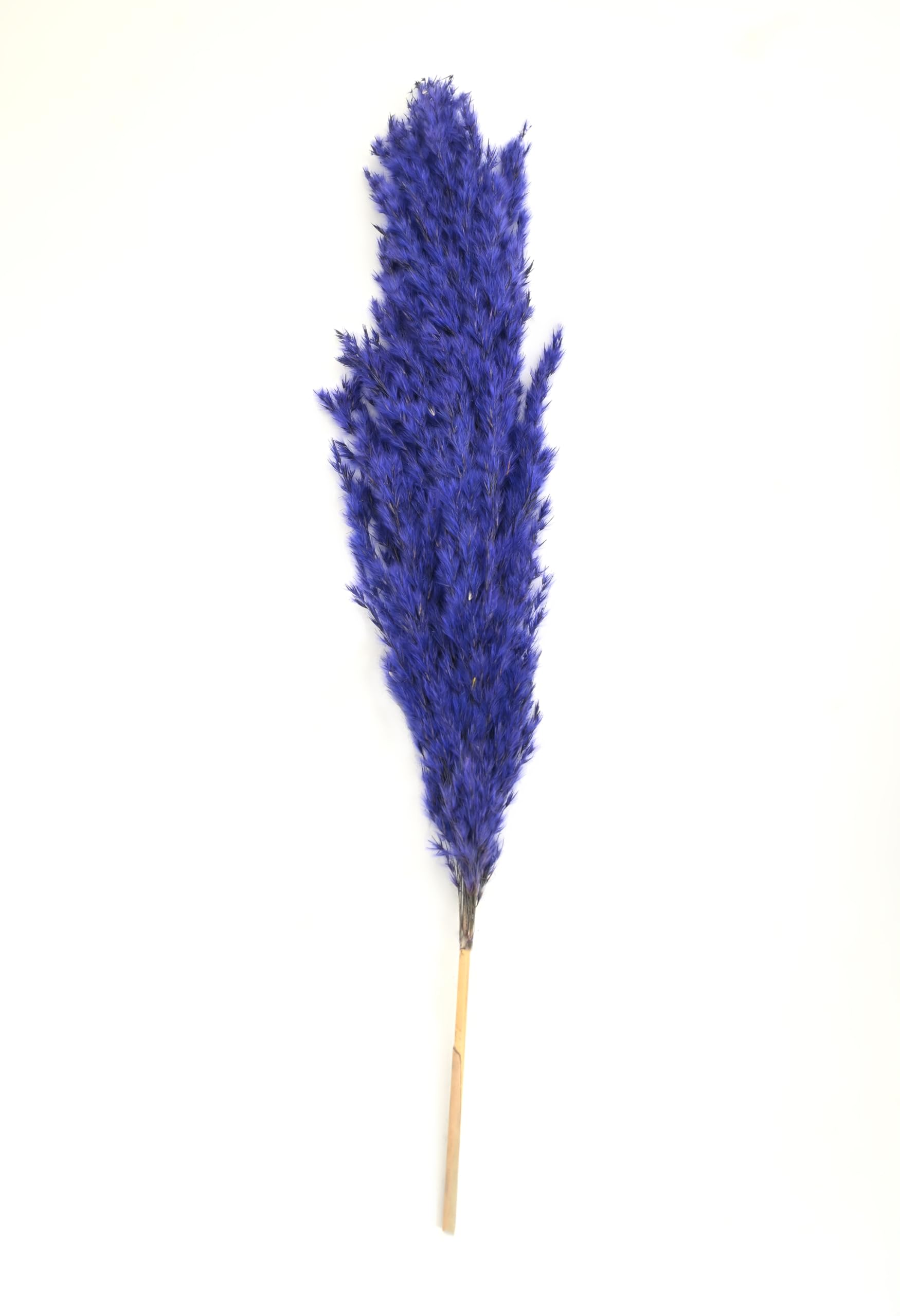 Extra Fluffy Purple Pampas Grass - 5 Piece Preserved Purple Pampas Plumes for Boho Home Decor, Tall Vase Filler, and Modern Wedding Table Centerpieces-image-32