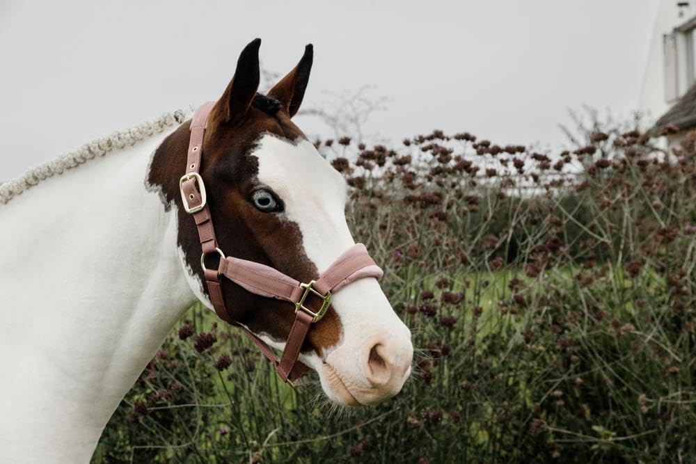 Kentucky - Halfter Pony - Alte Rose - Samt