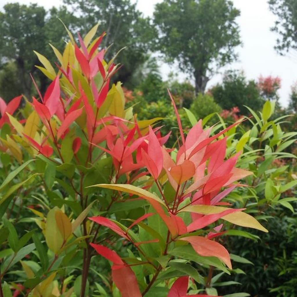 Creative Farmer Eugenia Red Low Maintenance Plants (Healthy Live Plant)