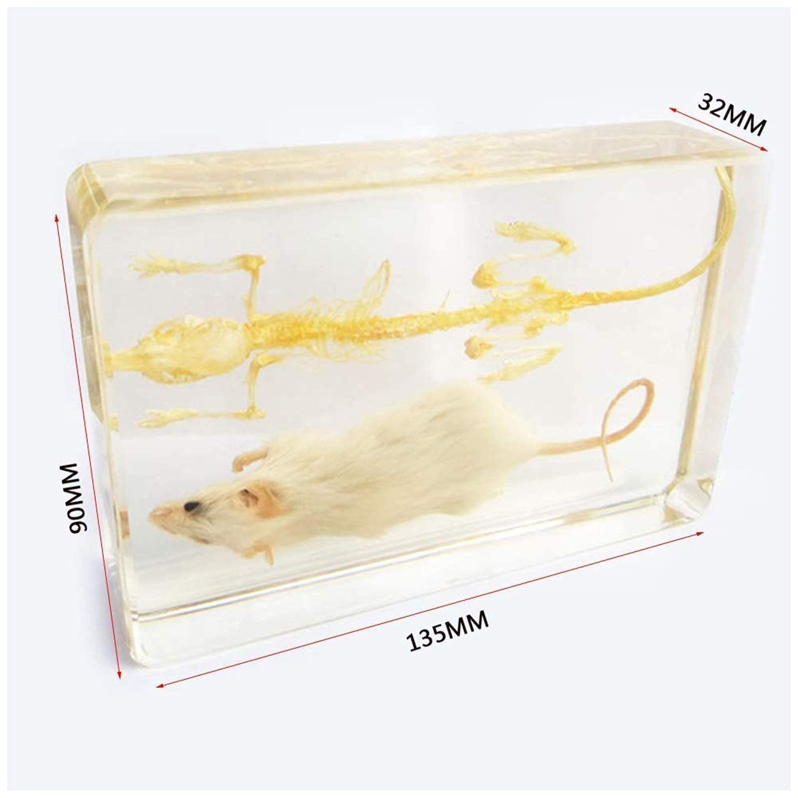 Amazon.co.jp: 教育用モデル、マウスおよびマウスの骨格標本 - マウス