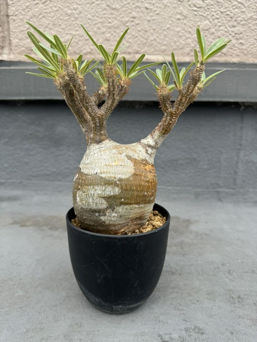oroku pot 鉢 植木鉢 パキプス アガベ グラキリス oroku pot 鉢 植木鉢 パキプス アガベ グラキリス oroku pot 鉢
