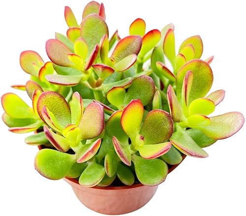 Miniatura 4 de Sprout N Green Aeonium 'Pink Witch', Live Rare Succulent Potted 4" Planter, Real House Plant for Party Favors Home Indoor Outdoor Garden Wedding