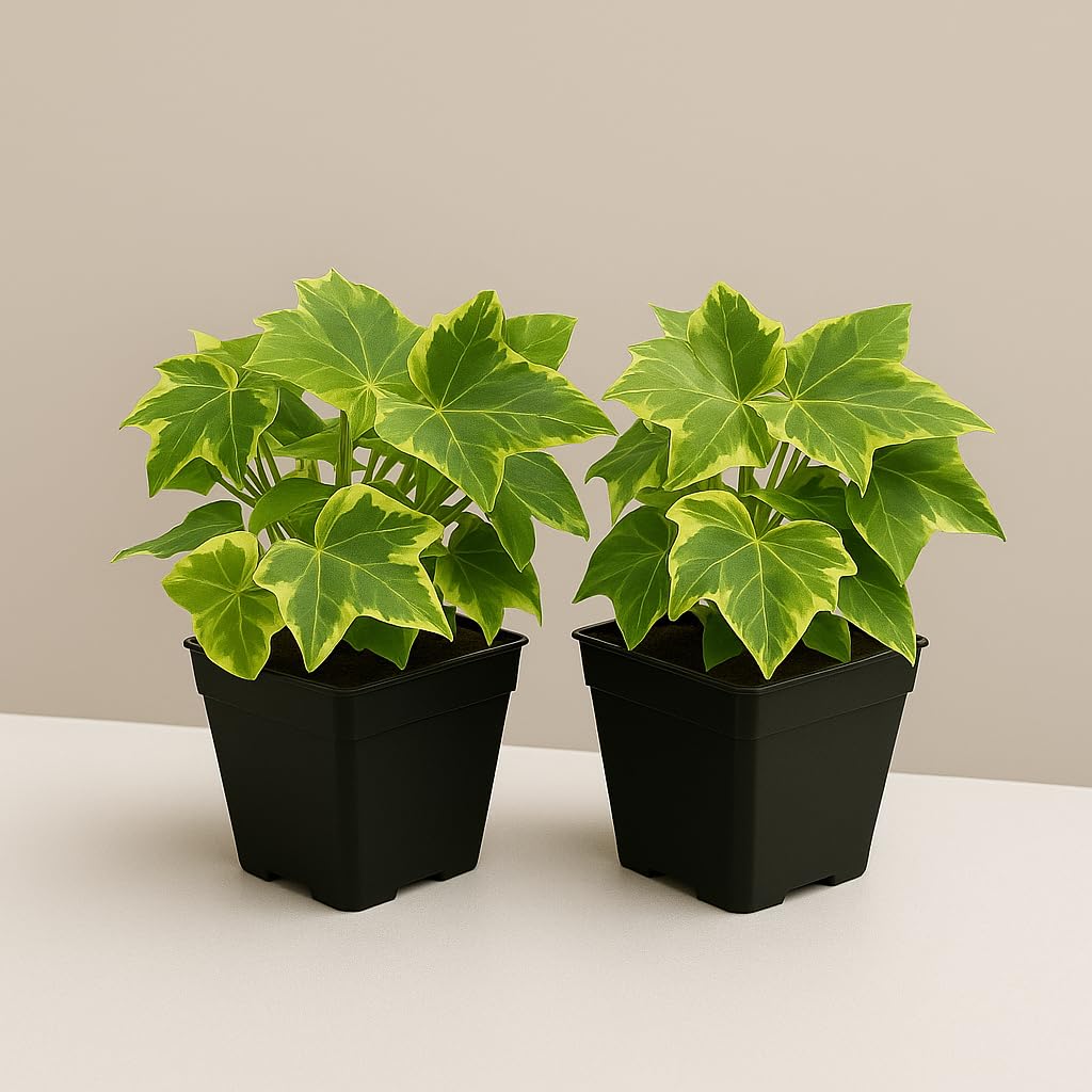 English Ivy Live Plant Combo (Set of 2) | Fast-Growing Climbing Plant | Indoor/Outdoor Air Purifying | Perfect for Home & Garden Decor-image-38
