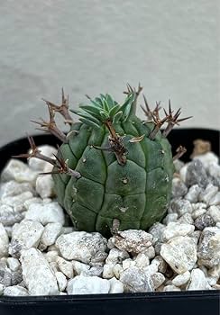 群星冠　雄株と雌株2個セット！！ Amazon｜多肉植物：ユーフォルビア ステリスピナ 群星冠*｜観葉