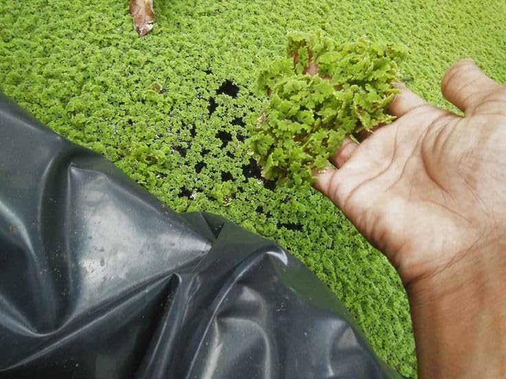 Fresh Live Floating Fern for Sustainable Livestock Farming and Natural Garden Fertilizer (1400 Live Healthy Plant Seeds)-image-23