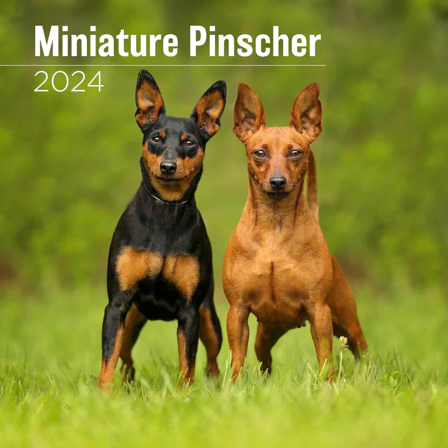 MegaCalendars Miniature Pinscher Calendar 2024 Dog Breed Wall