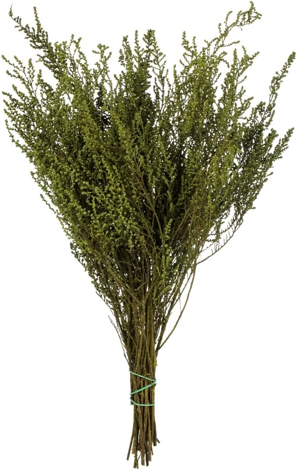 Afloral Preserved Green Stoebe Foliage