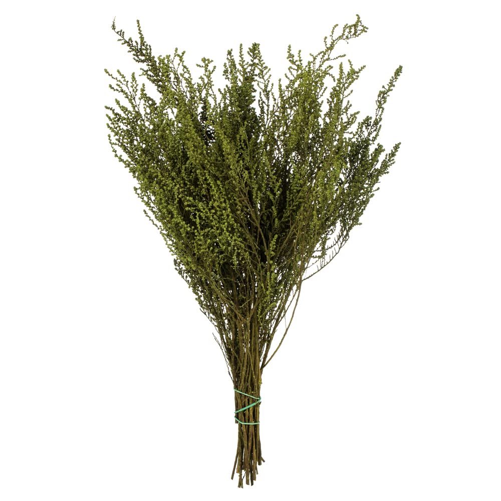 Afloral Preserved Green Stoebe Foliage