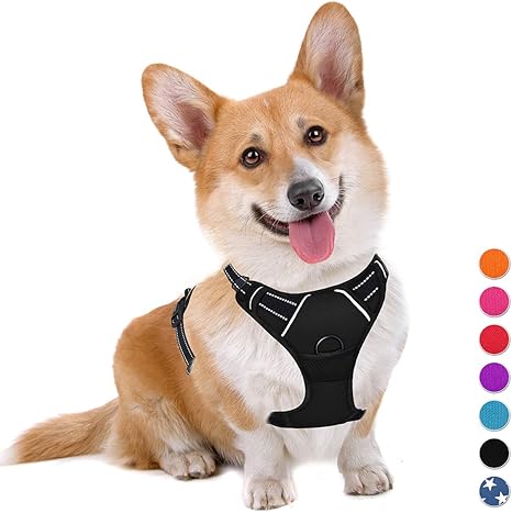 Dog harness corgi Clearance