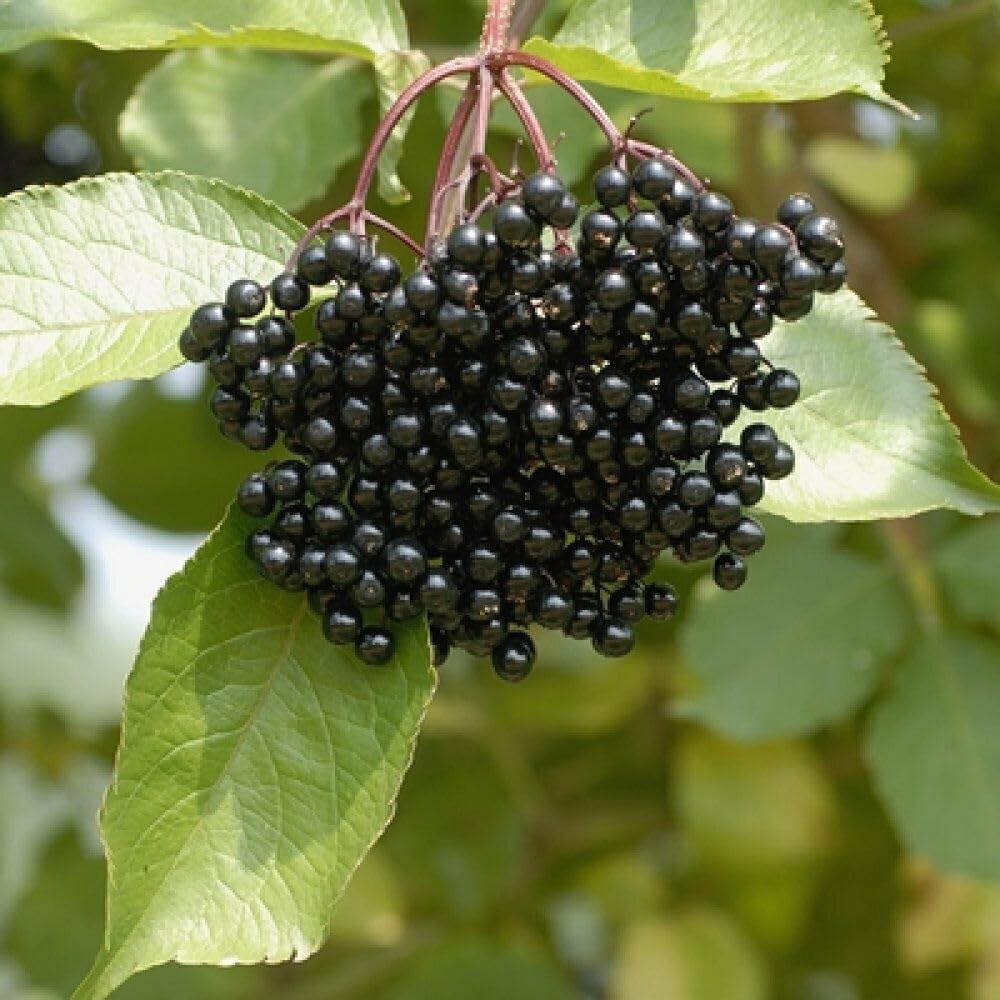 2 Black American Elderberry Bushes