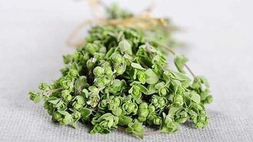 Miniatura 4 de Gaea's Blessing Semillas  Semillas de mejorana  reliquia dulce de mejorana  Semillas sin OMG con instrucciones fáciles de seguir  Tasa de