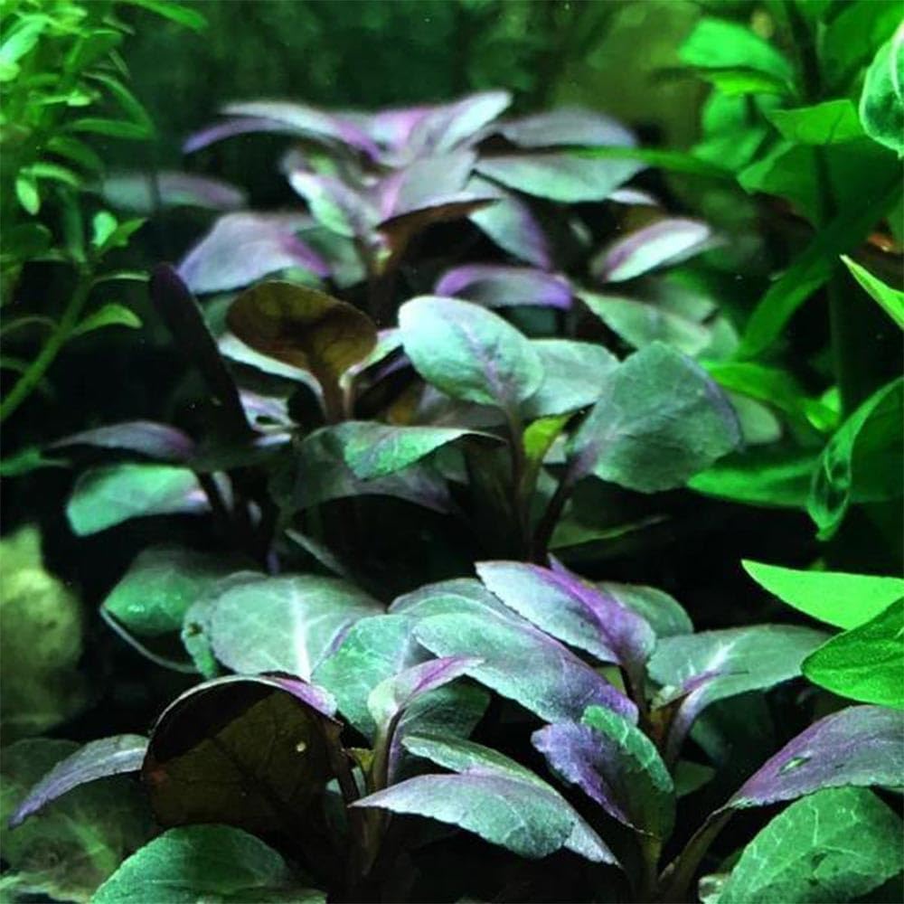 Lobelia Cardinalis – Pianta Viva per Acquario Facile – Ideale per Neofiti – Crescita Rapida, Foglie Rosso-Verdastre