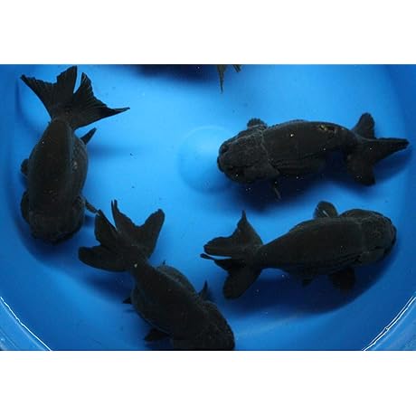 5 Pack of Vibrant Live Small Black Ranchu Goldfish
