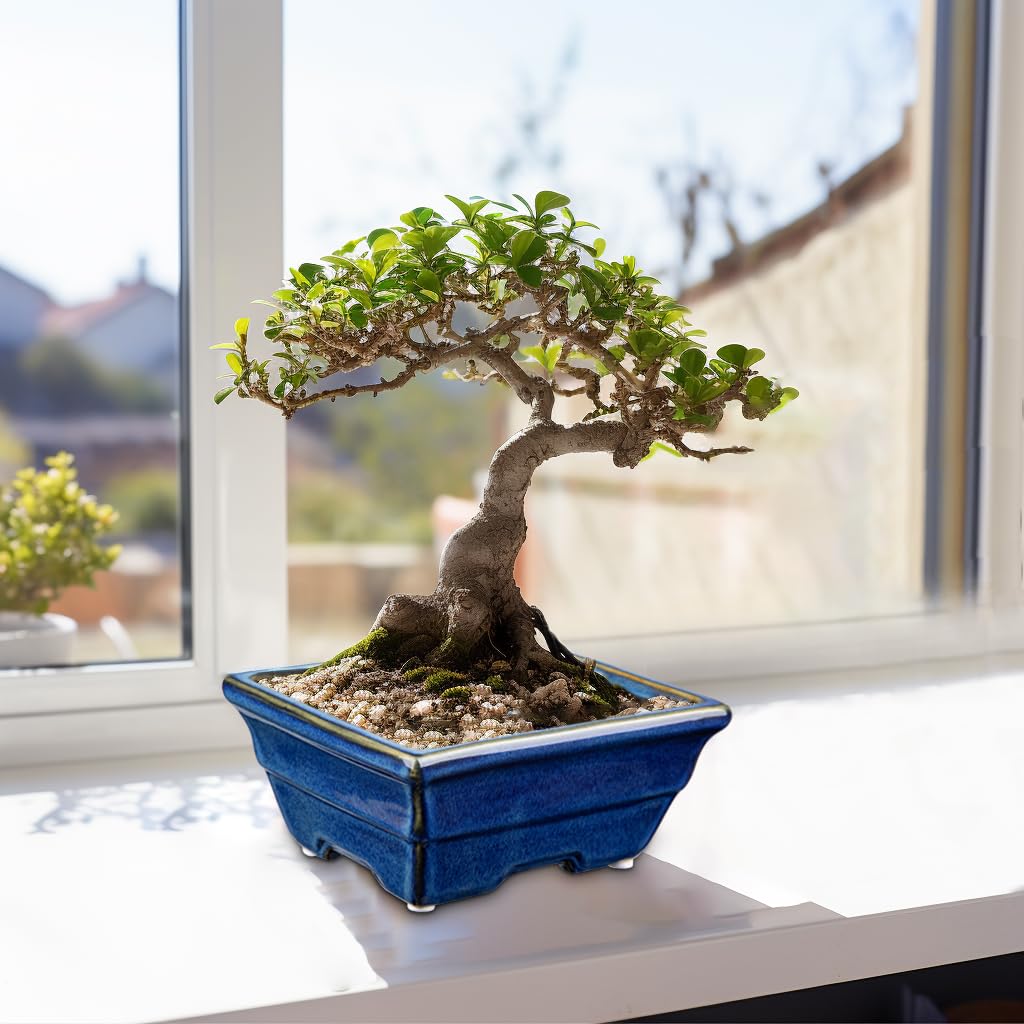 Reeks Japanse Bonsaibomen in Pot Bij Zentuin De Bonsai is Een Japanse