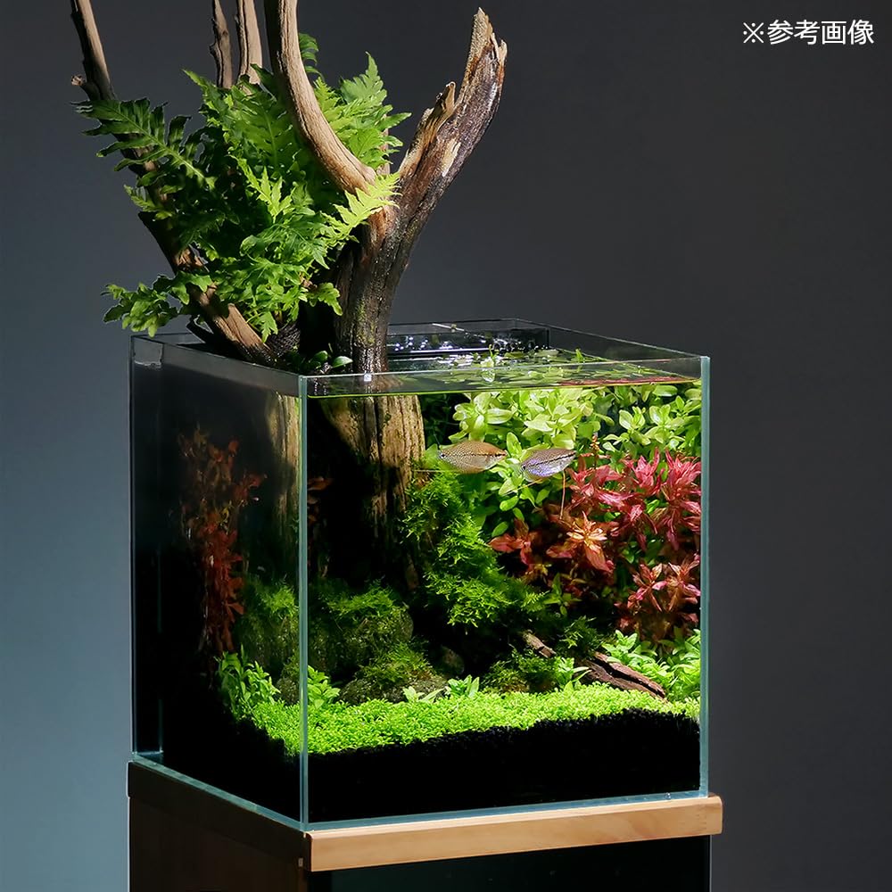 Amazon.co.jp: （水草）ミニグロッソスティグマ（水中葉）（無