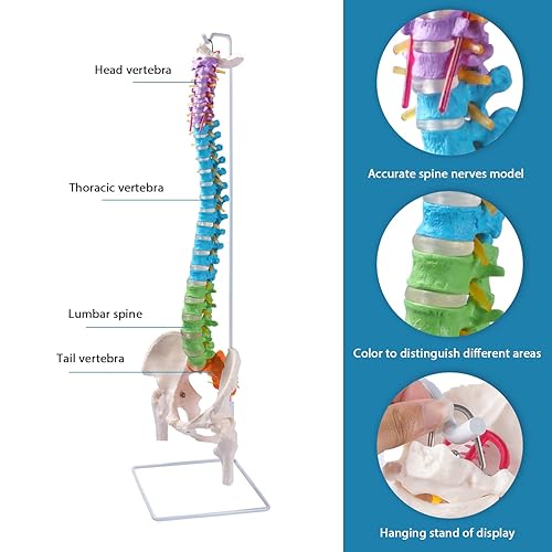 Miniatura 6 de Modelo de columna vertebral flexible, modelo anatómico de médula espinal humana de tamaño real de 34.6 pulgadas con regiones codificadas por color