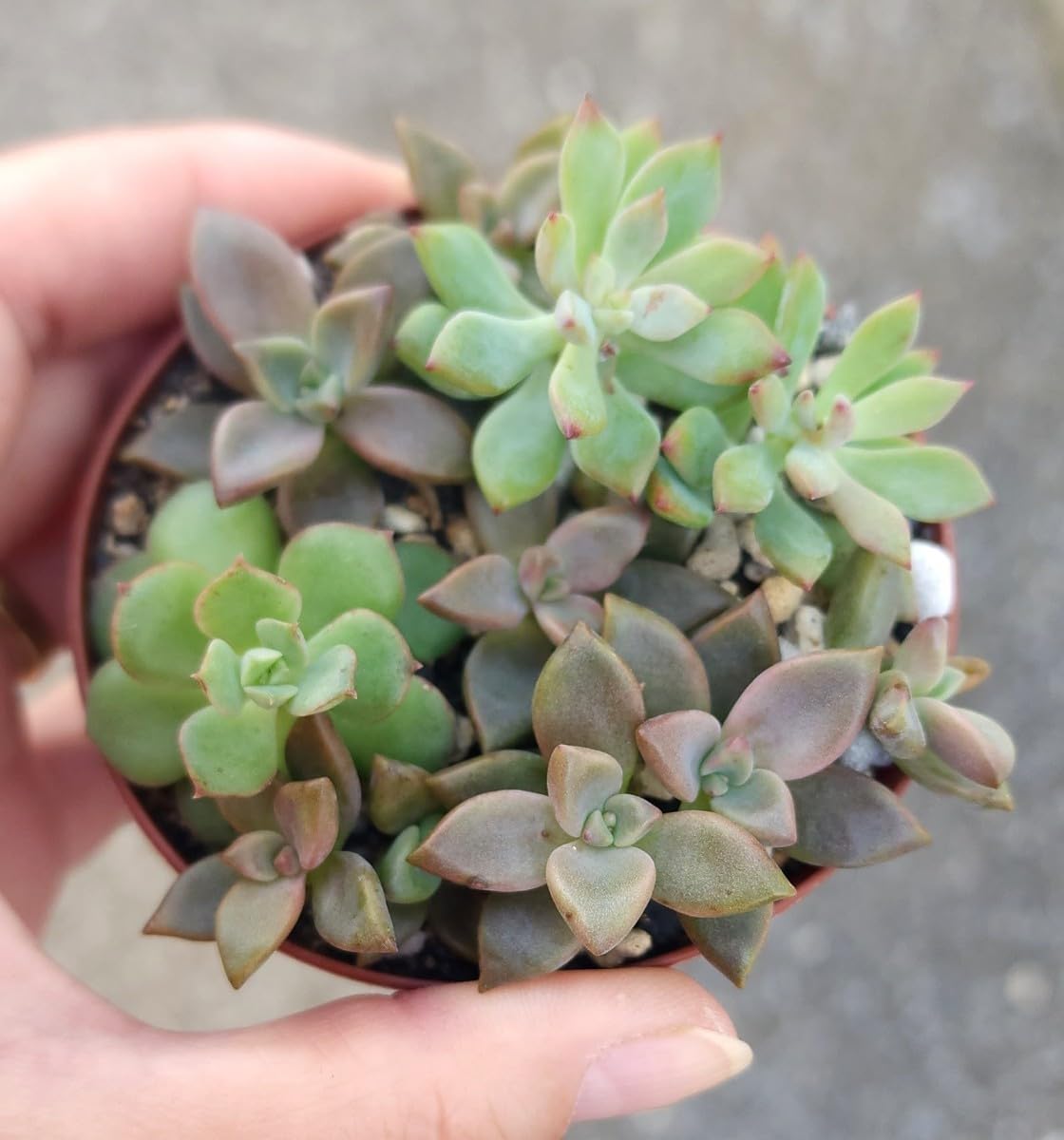 多肉植物　リトルビューティー 8個　カット苗　セダム 多肉植物 リトルビューティー 8個 カット苗 セダム 【公式通販】