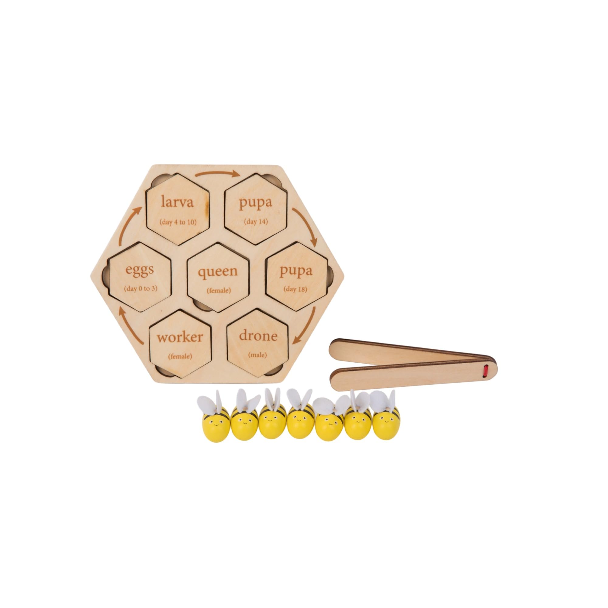 Montessori - Rompecabezas de ciclo de vida de abeja de madera para niños de 3 a 6 años | Aprende roles de colmena: reina, trabajador, dron, rompecabezas realista de insectos con bandeja y abrazadera 3