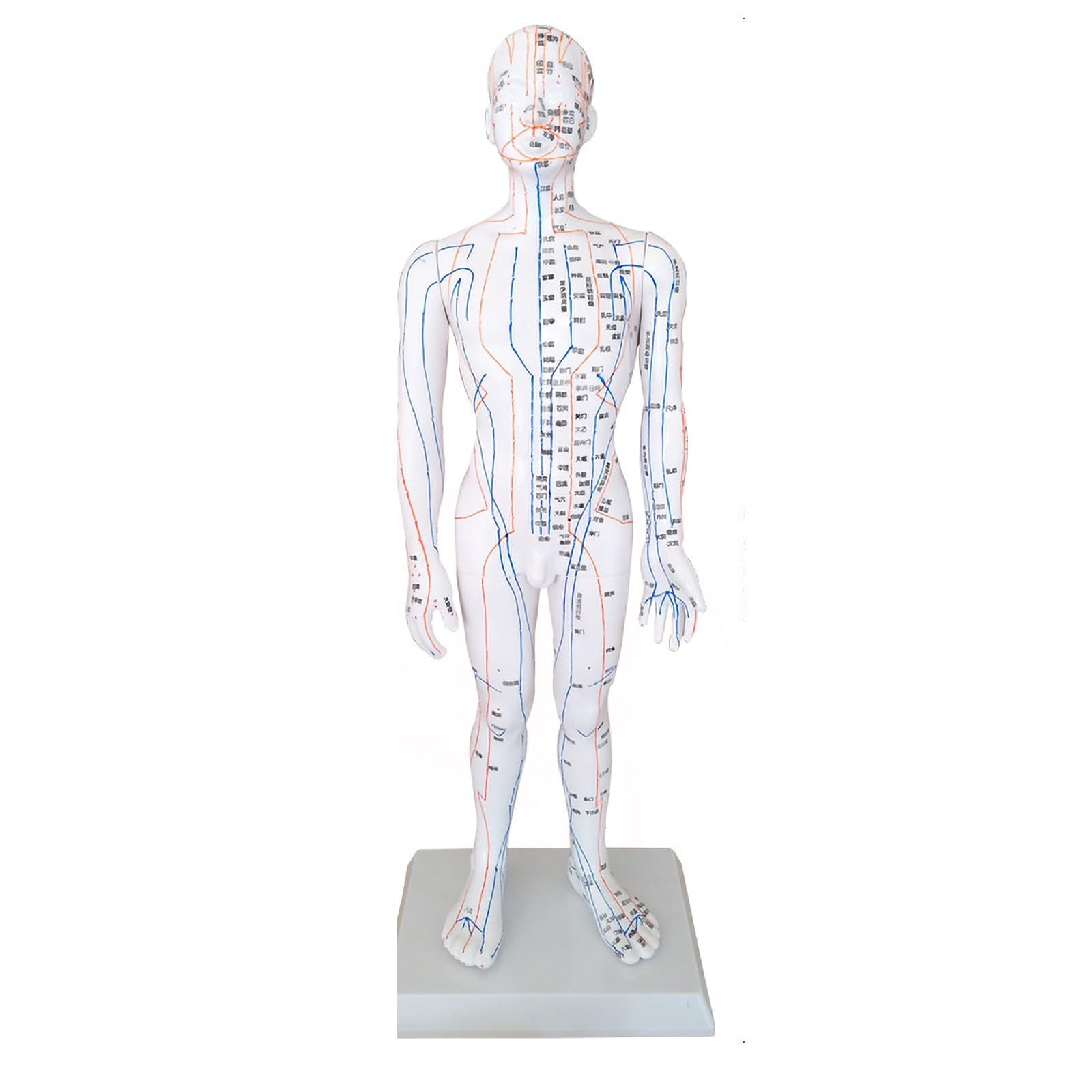 Modelo de punto de acupuntura chino y meridianos del cuerpo humano